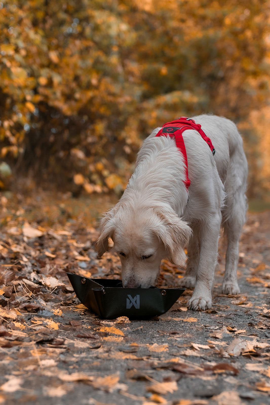 Collapsible Dog Bowl product image 4