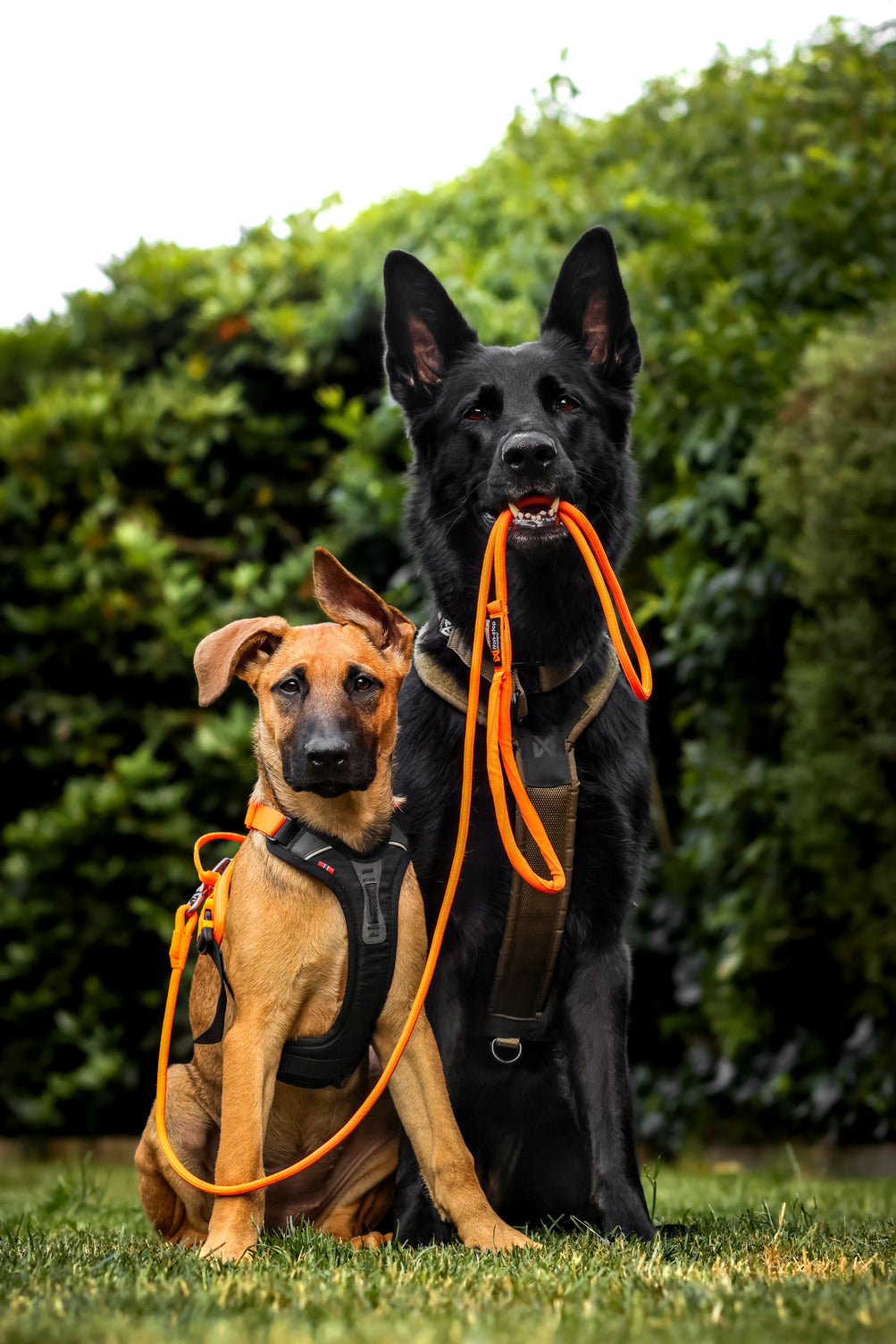 Trekking Rope Leash product image 4