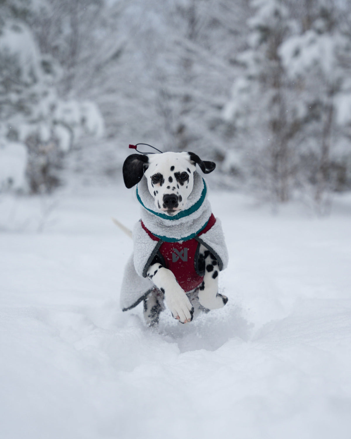 Dog Fleece Jacket product image 7