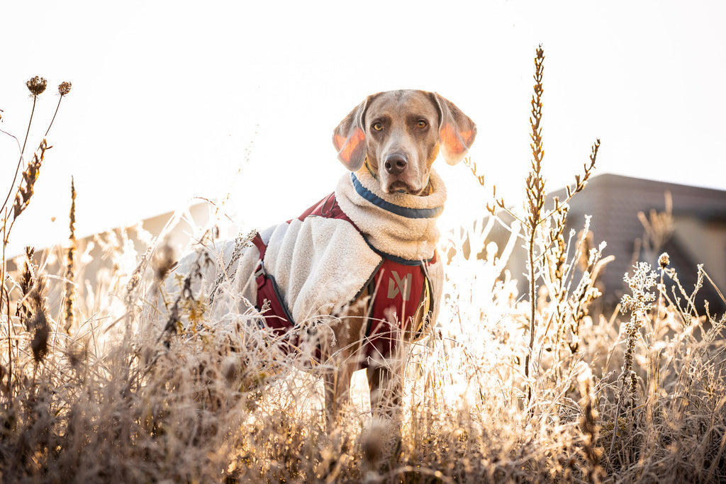 Dog Fleece Jacket product image 8