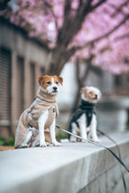 Dog Jacket product image 2
