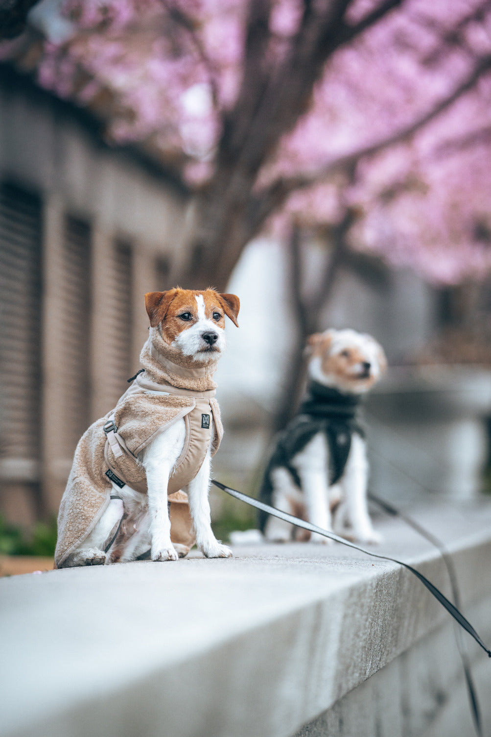 Dog Jacket product image 2