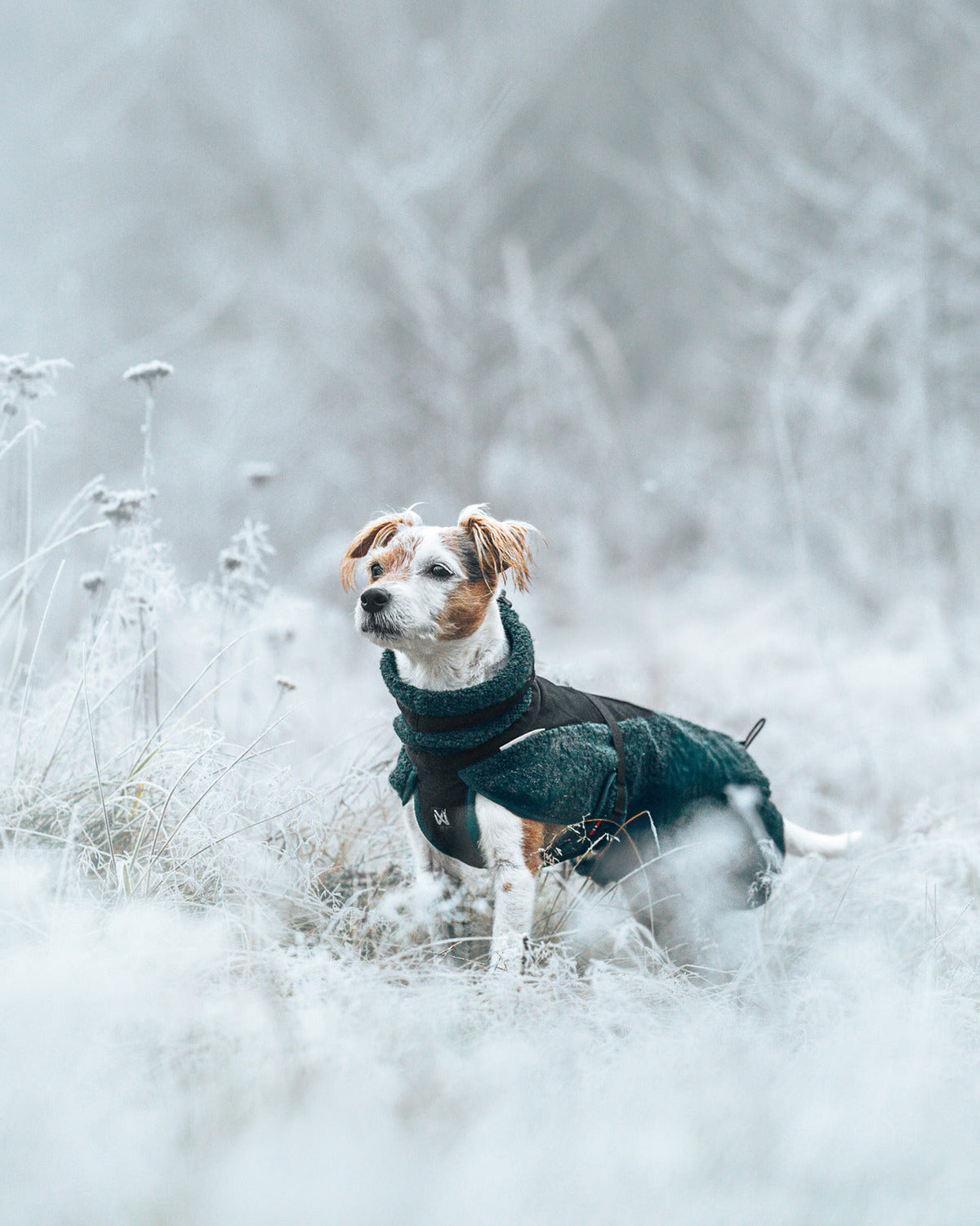 Dog Jacket product image 10