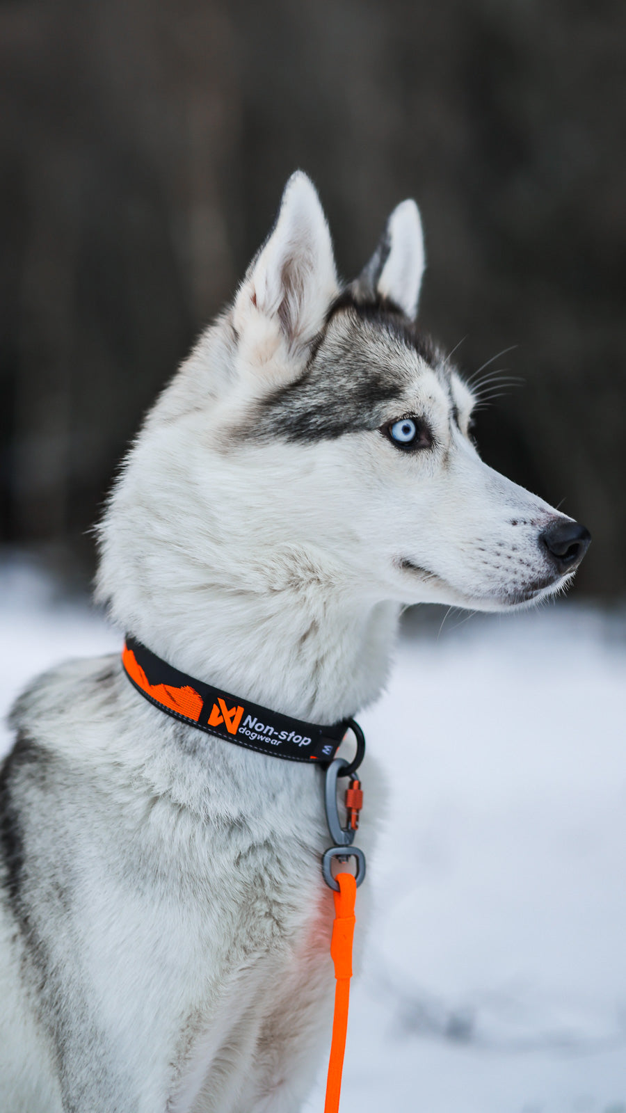Dog Collar product image 2