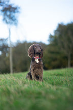 Dog Collar product image 4