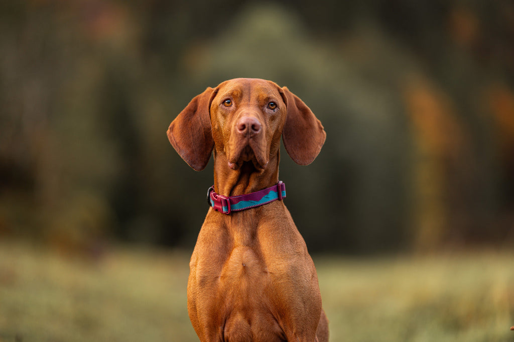 Dog Collar product image 5