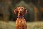 Dog Collar product image 5