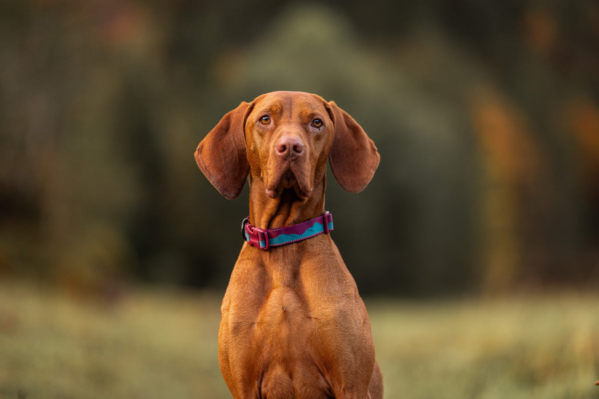 Dog Collar product image 5