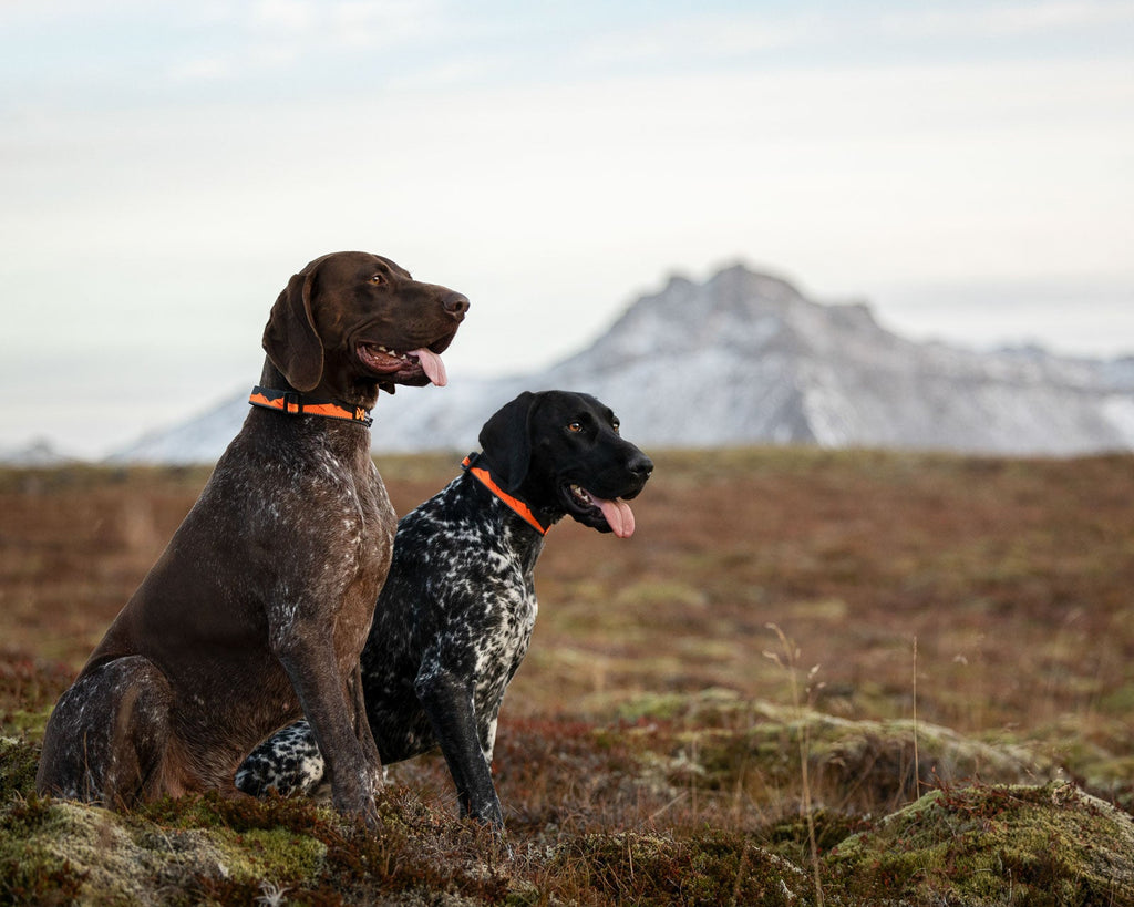 Dog Collar product image 6