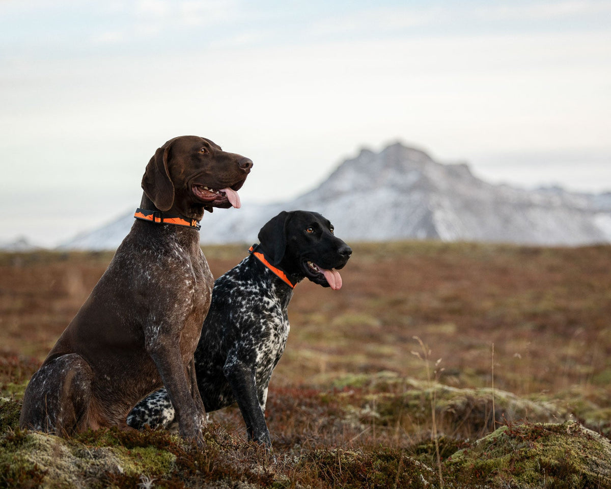 Dog Collar product image 6