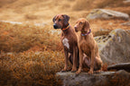 Dog Collar product image 7
