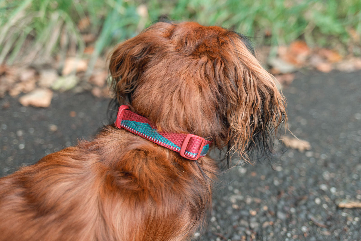 Dog Collar product image 8