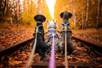 Dog Harness product image 4