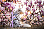 Dog Harness product image 5