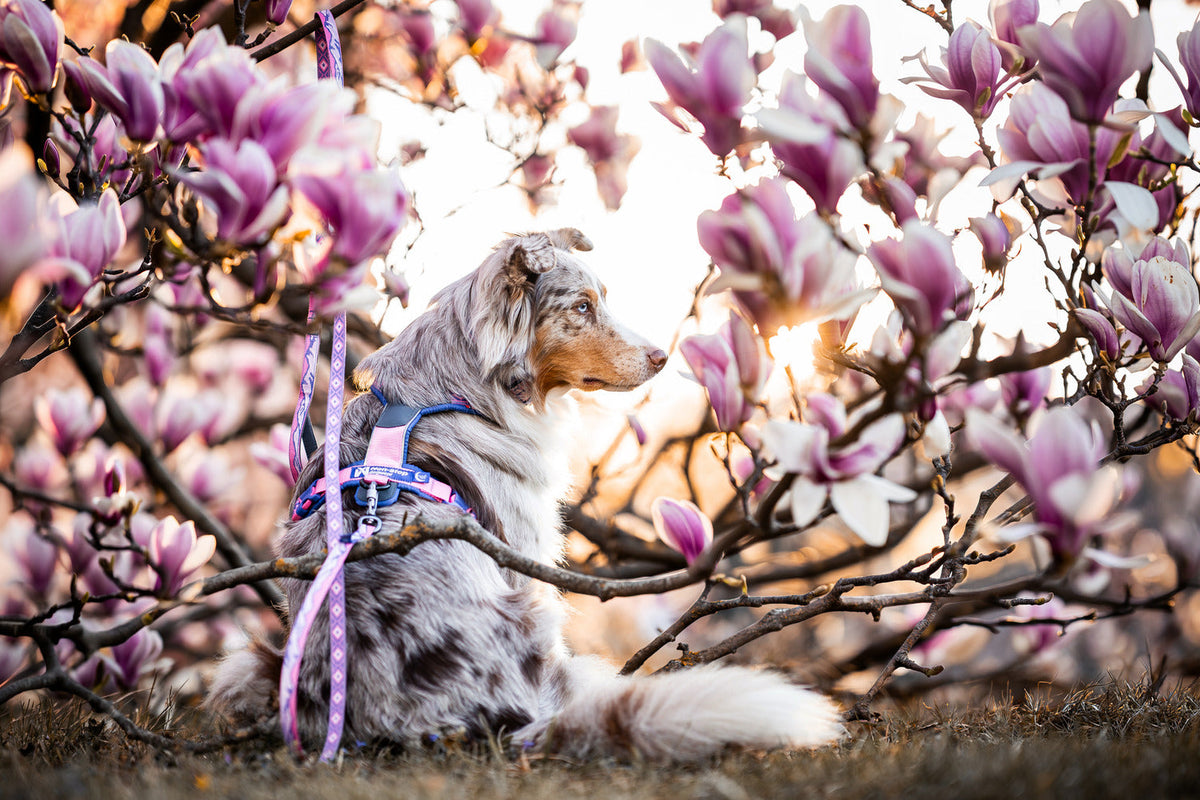 Dog Harness product image 5