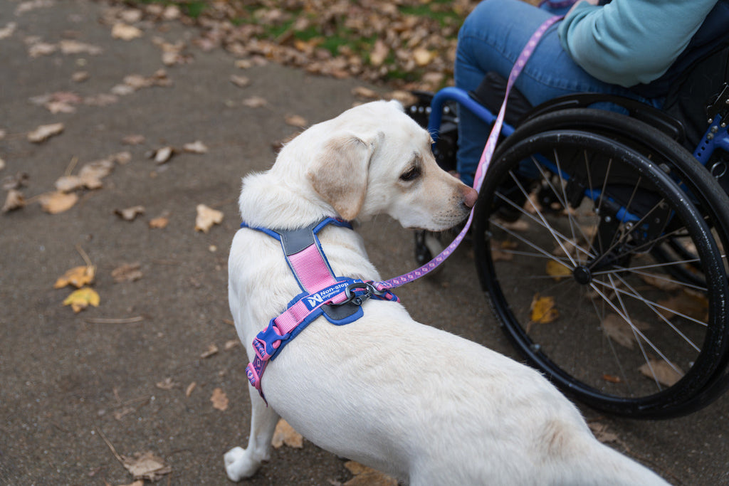 Dog Harness product image 6