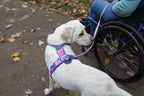 Dog Harness product image 6