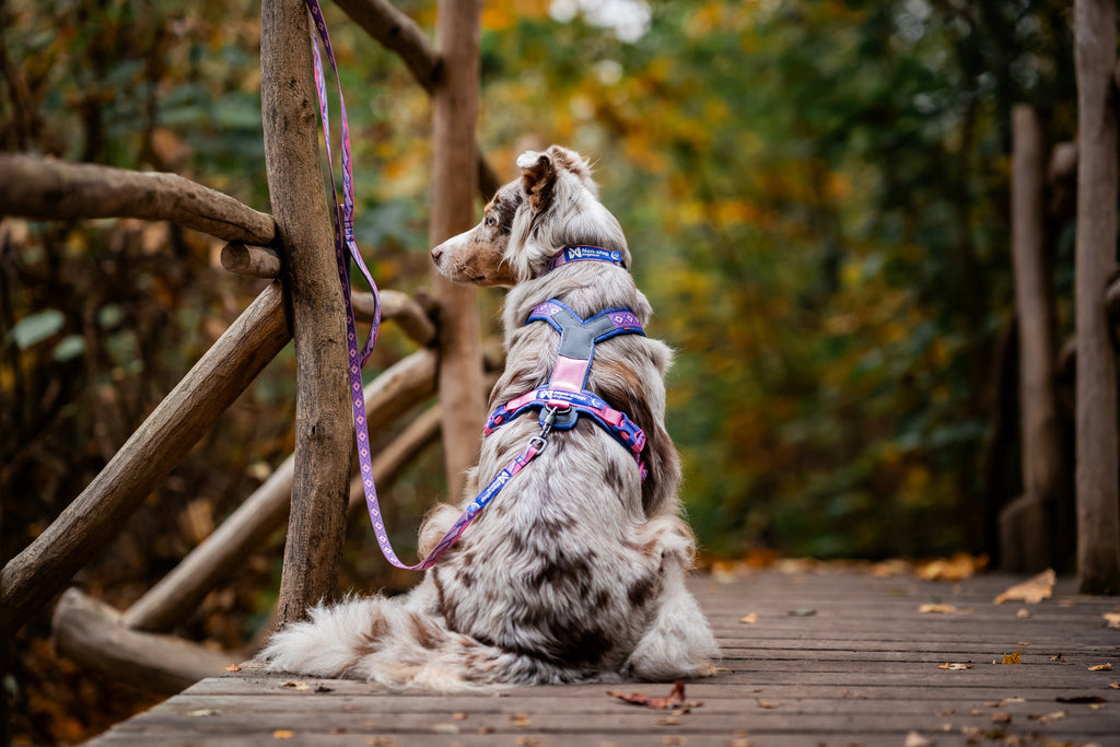 Dog Harness product image 7