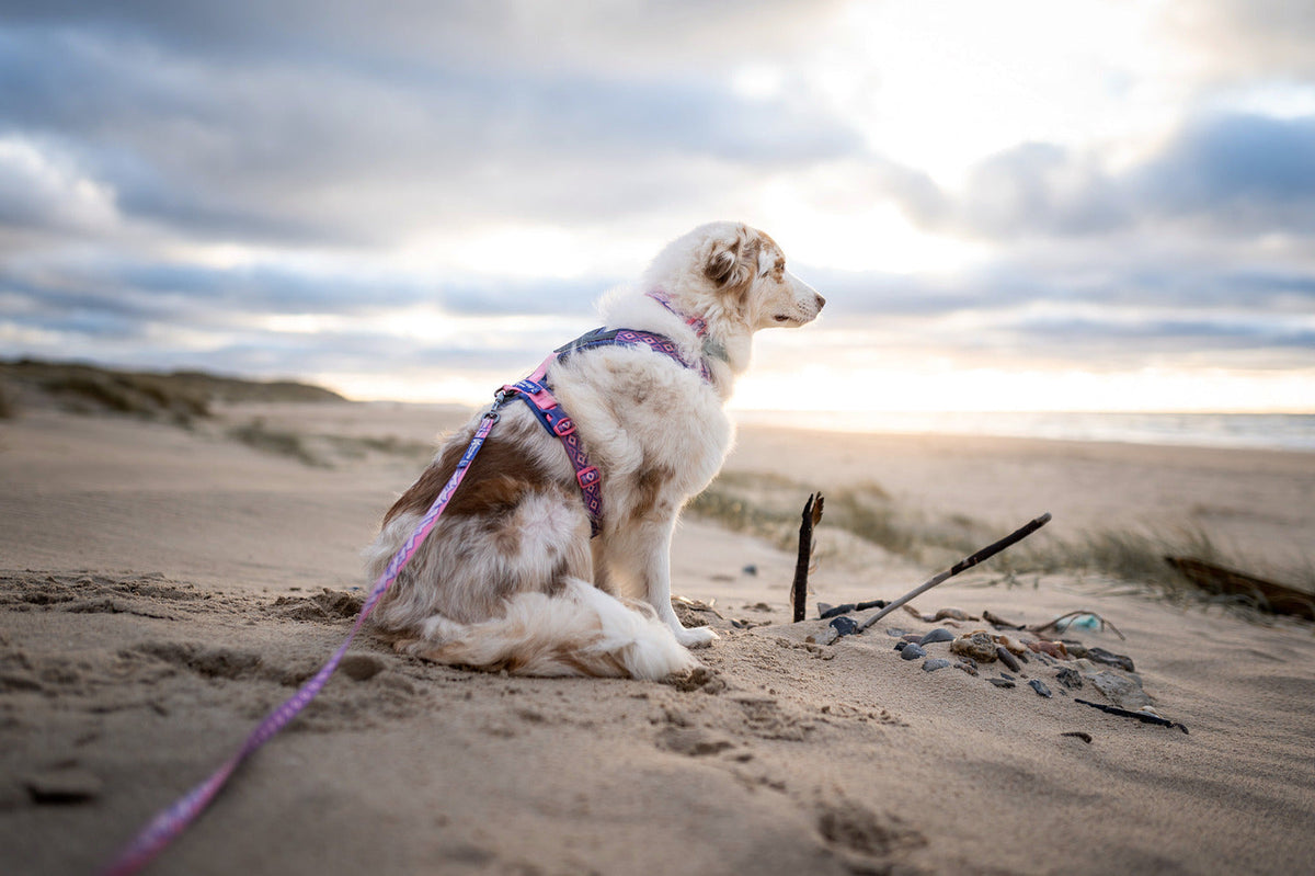 Dog Harness product image 10