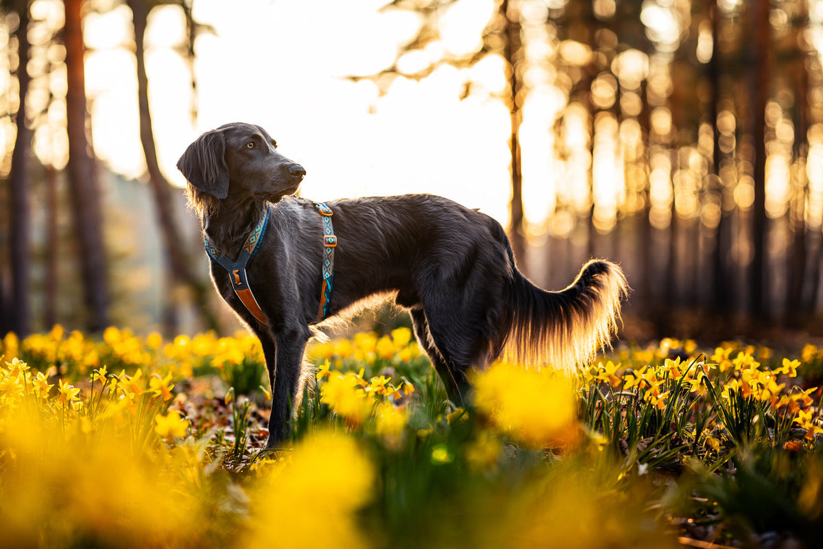 Dog Harness product image 11