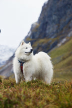 Dog Harness product image 14