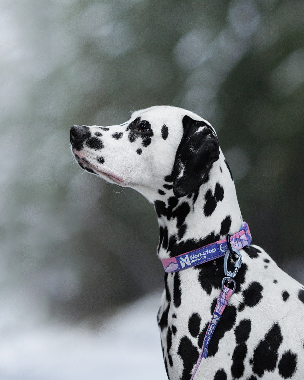 Adjustable Dog Collar product image 2