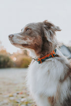 Adjustable Dog Collar product image 4
