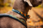 Adjustable Dog Collar product image 5