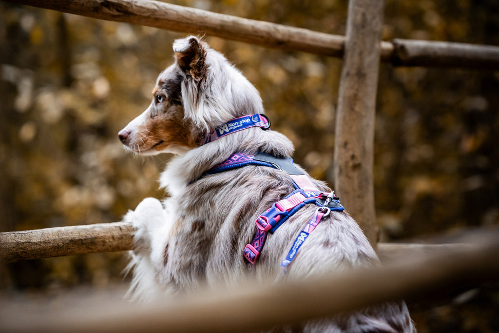 Adjustable Dog Collar product image 7