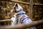 Adjustable Dog Collar product image 7