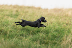 Adjustable Dog Collar product image 8