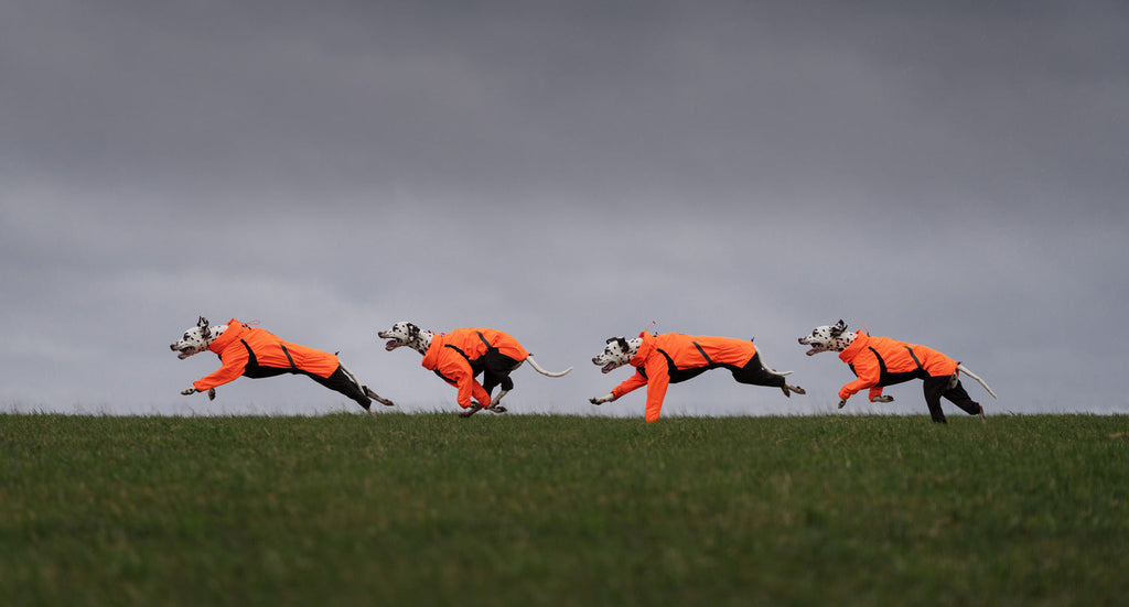 Dog Raincoat product image 2