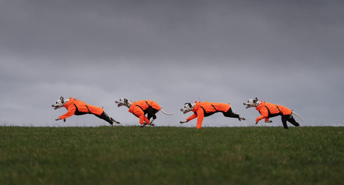 Dog Raincoat product image 2