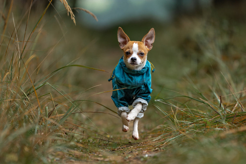 Dog Raincoat product image 9