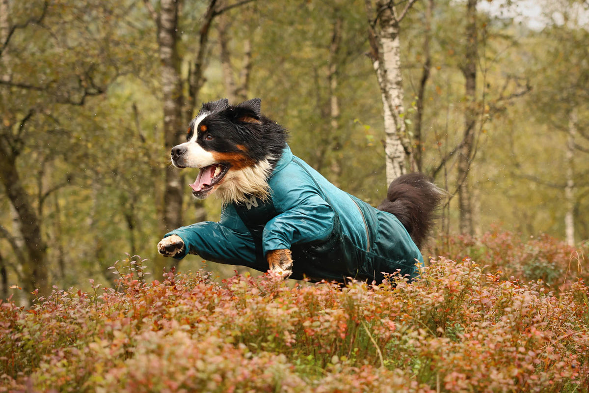 Dog Raincoat product image 10