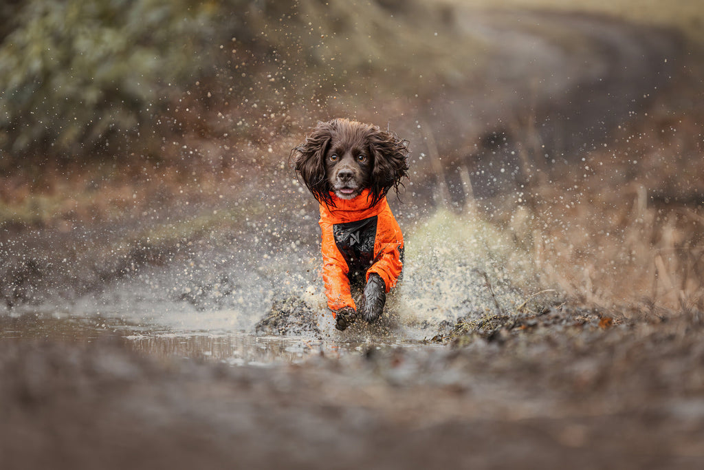 Dog Raincoat product image 15