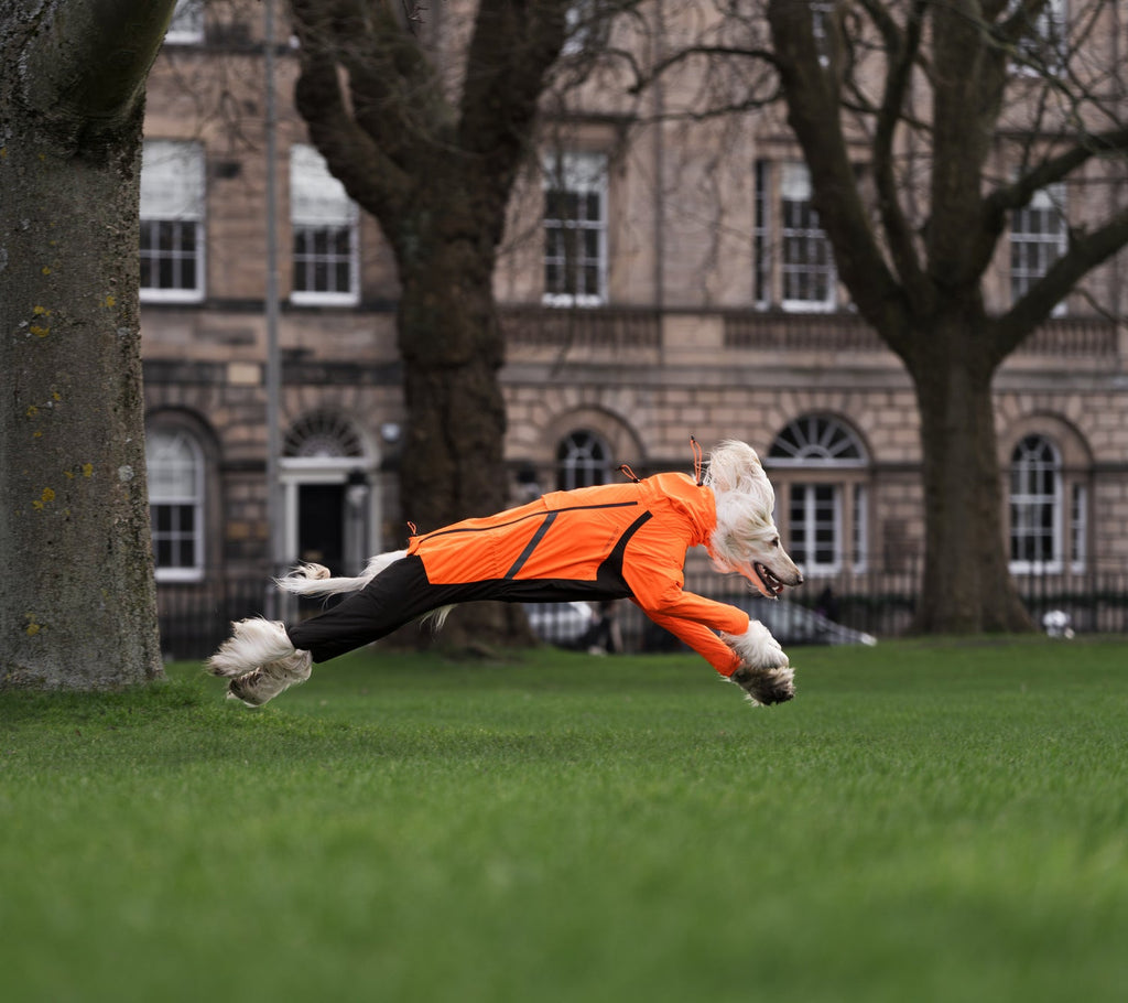Dog Raincoat product image 16