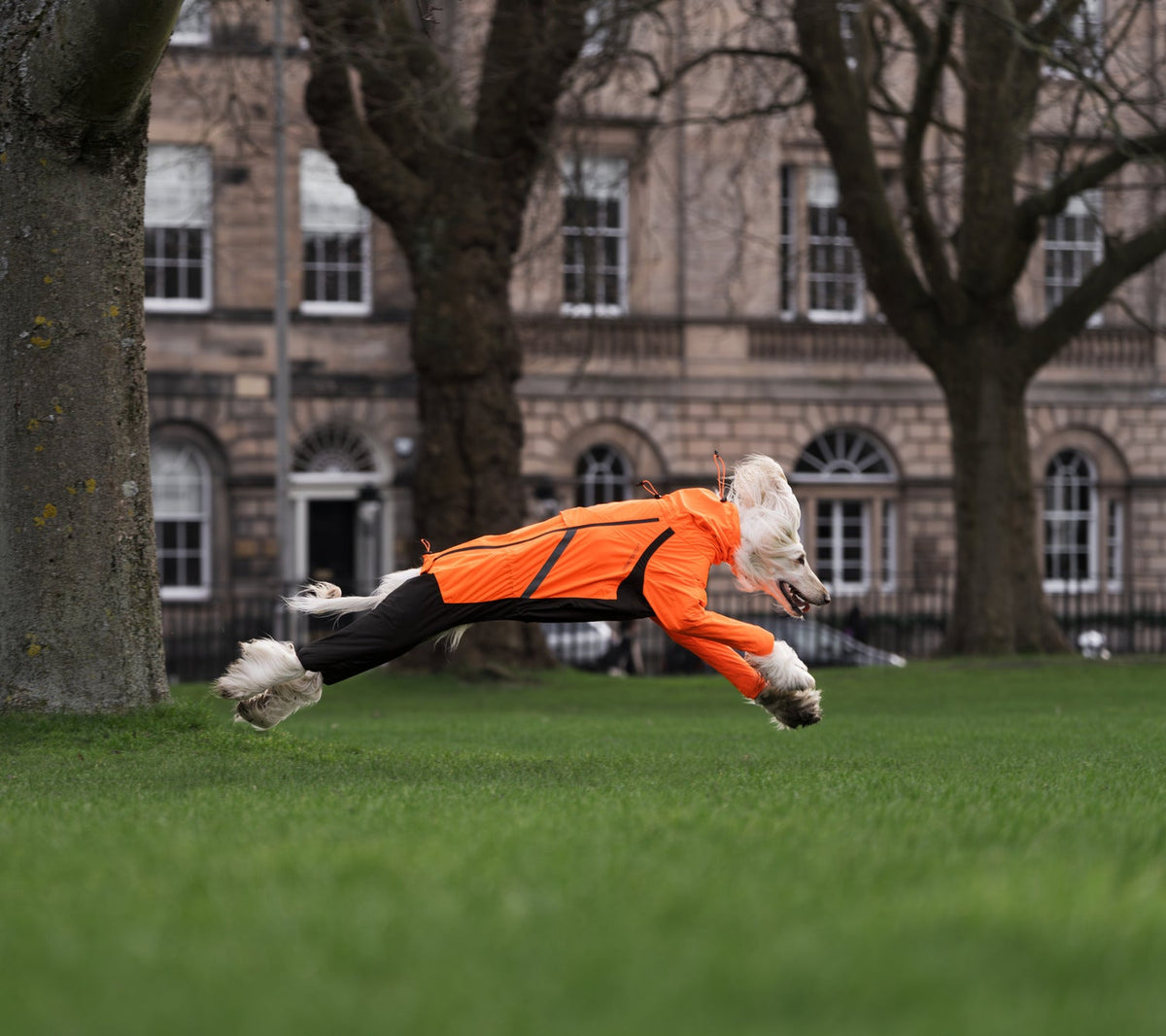 Dog Raincoat product image 16