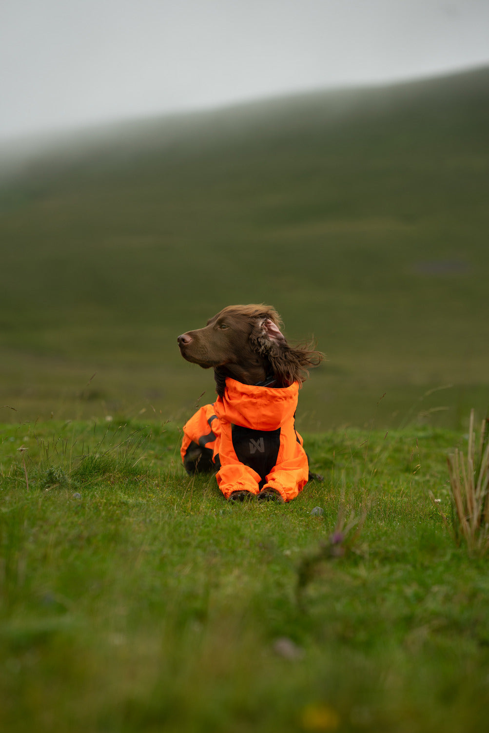 Dog Raincoat product image 17