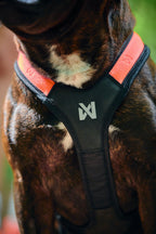 Dog Harness product image 5