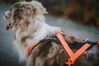Dog Harness product image 6