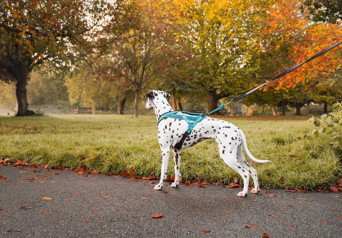 Dog Harness product image 10