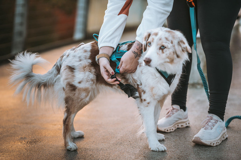 Dog Harness product image 11