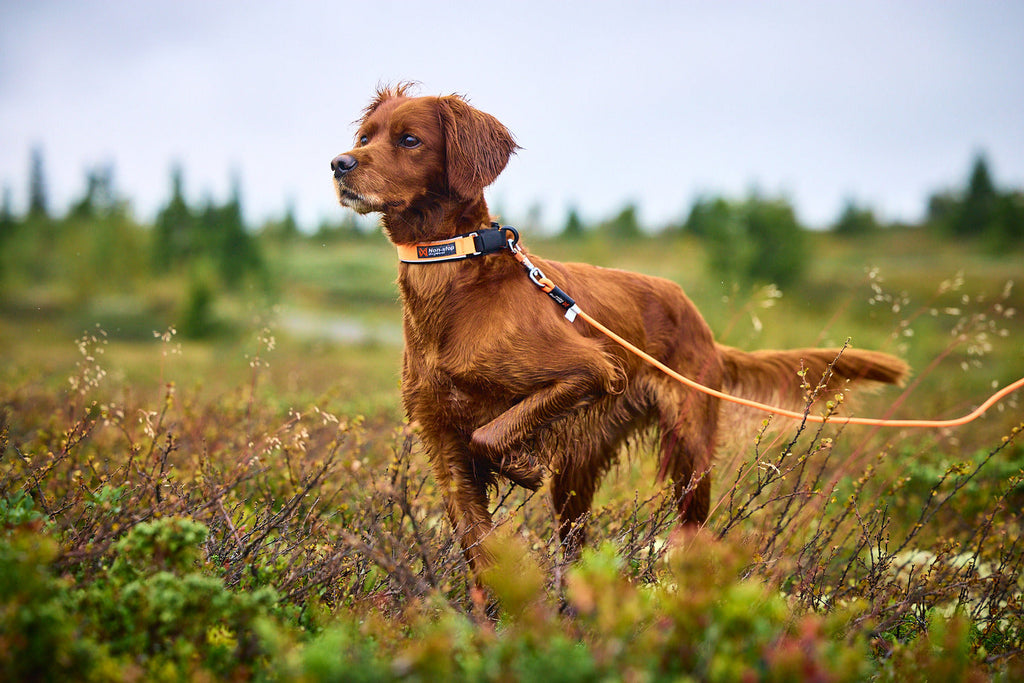 Safety Dog Collar product image 2