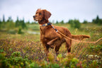 Safety Dog Collar product image 2