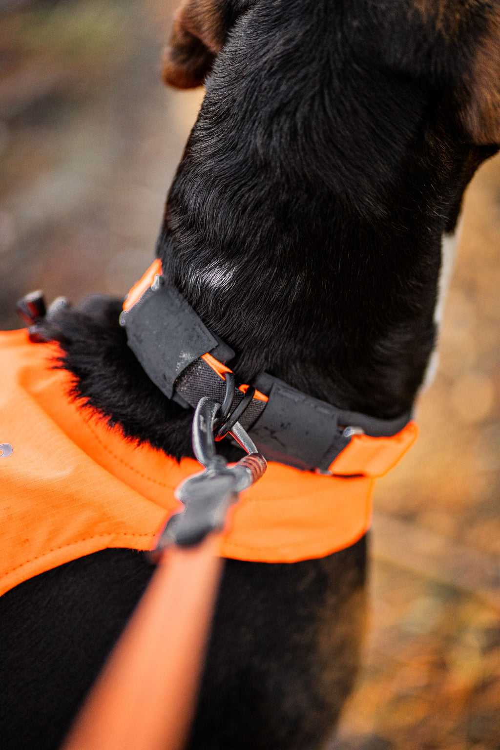 Safety Dog Collar product image 3