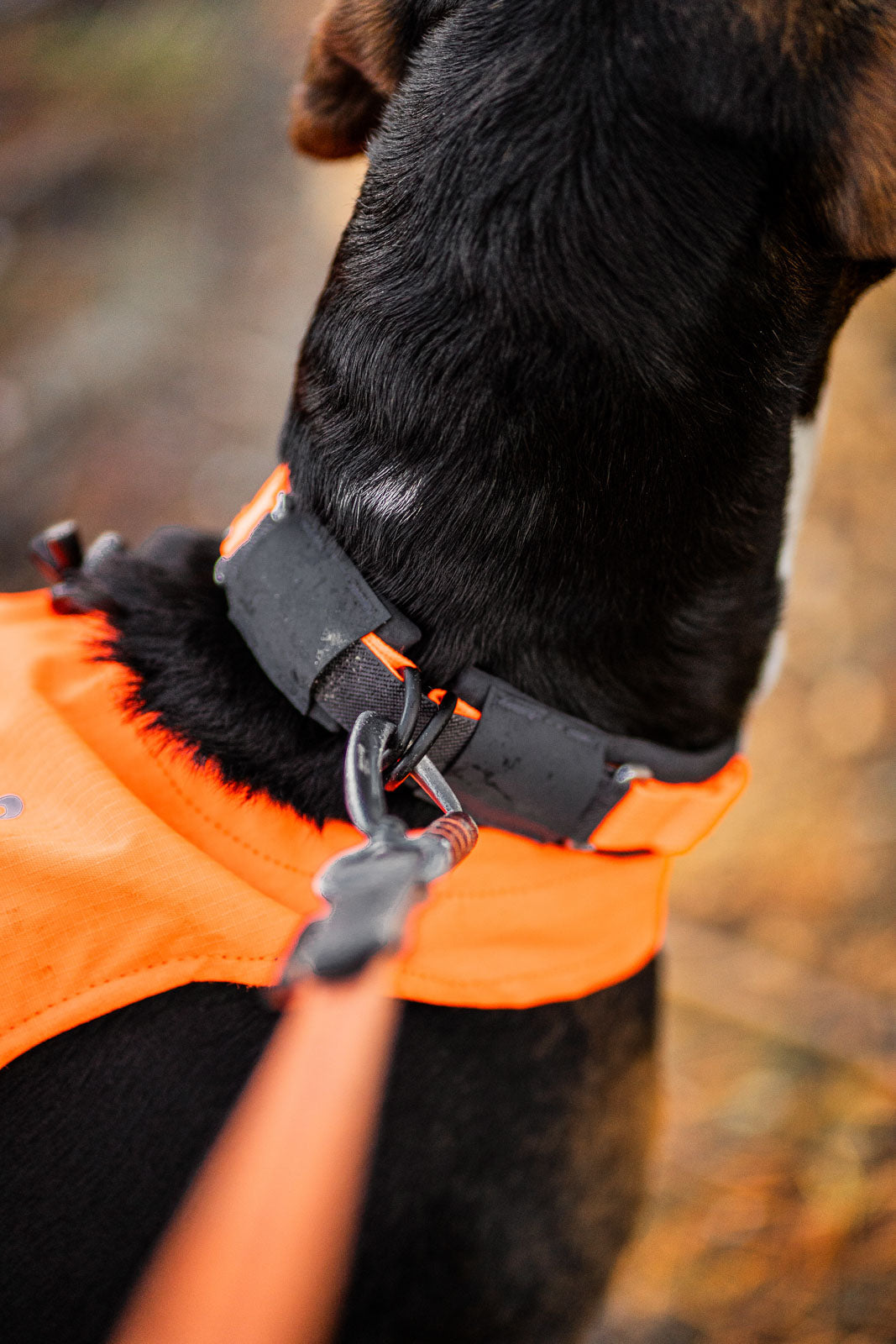 Safety Dog Collar product image 3