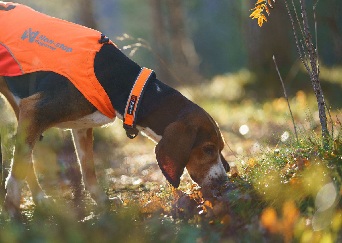Safety Dog Collar product image 5