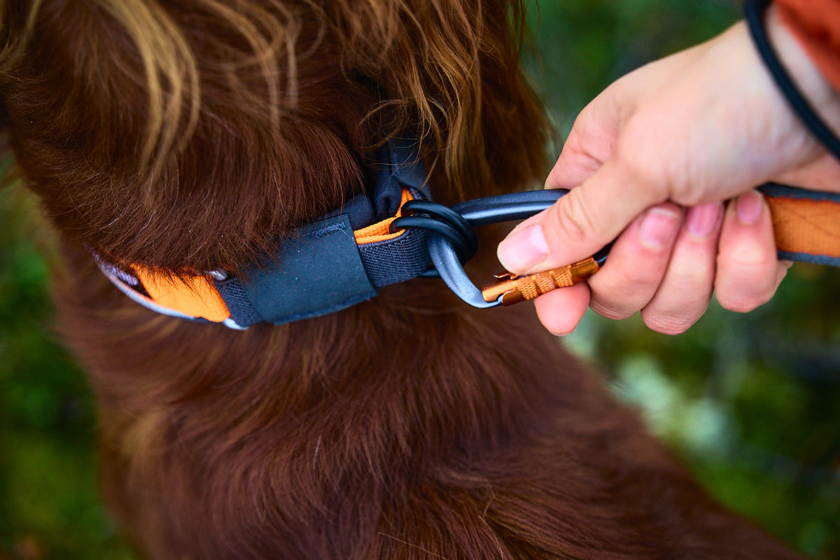 Safety Dog Collar product image 6