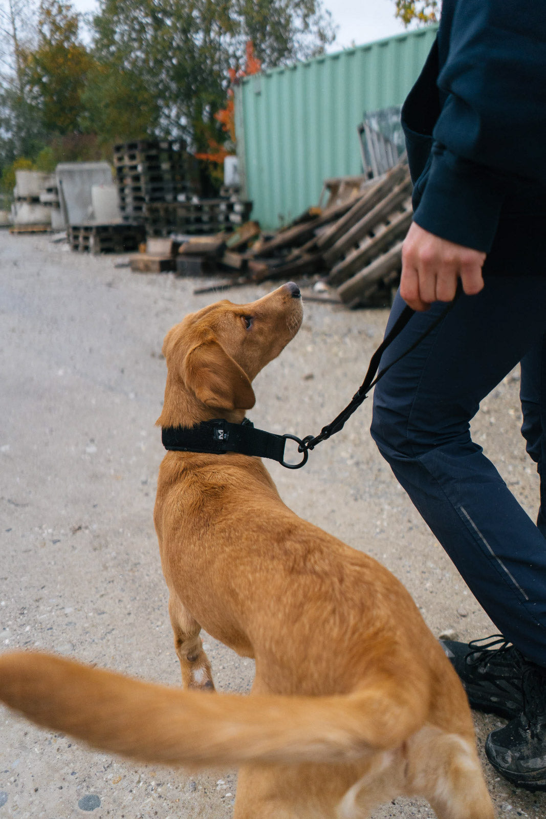 Short Dog Lead product image 2
